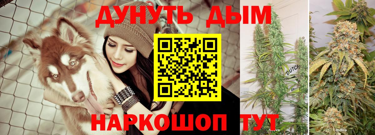 Конопля планчик Калининград